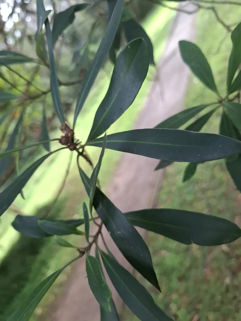 Tristaniopsis Laurina