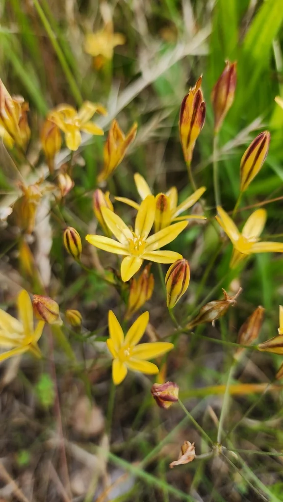 Triteleia Ixioides