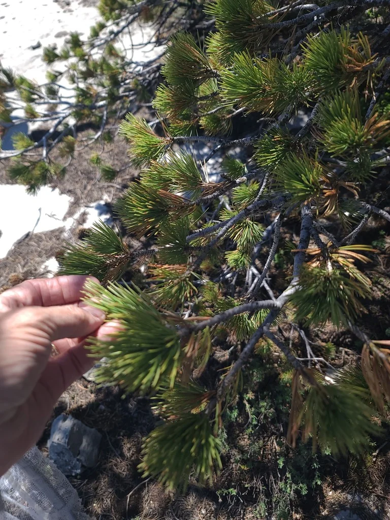 Pinus Flexilis