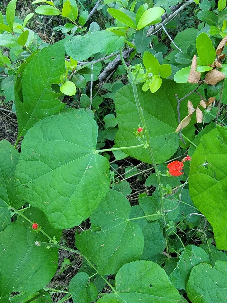 Malvaviscus Arboreus