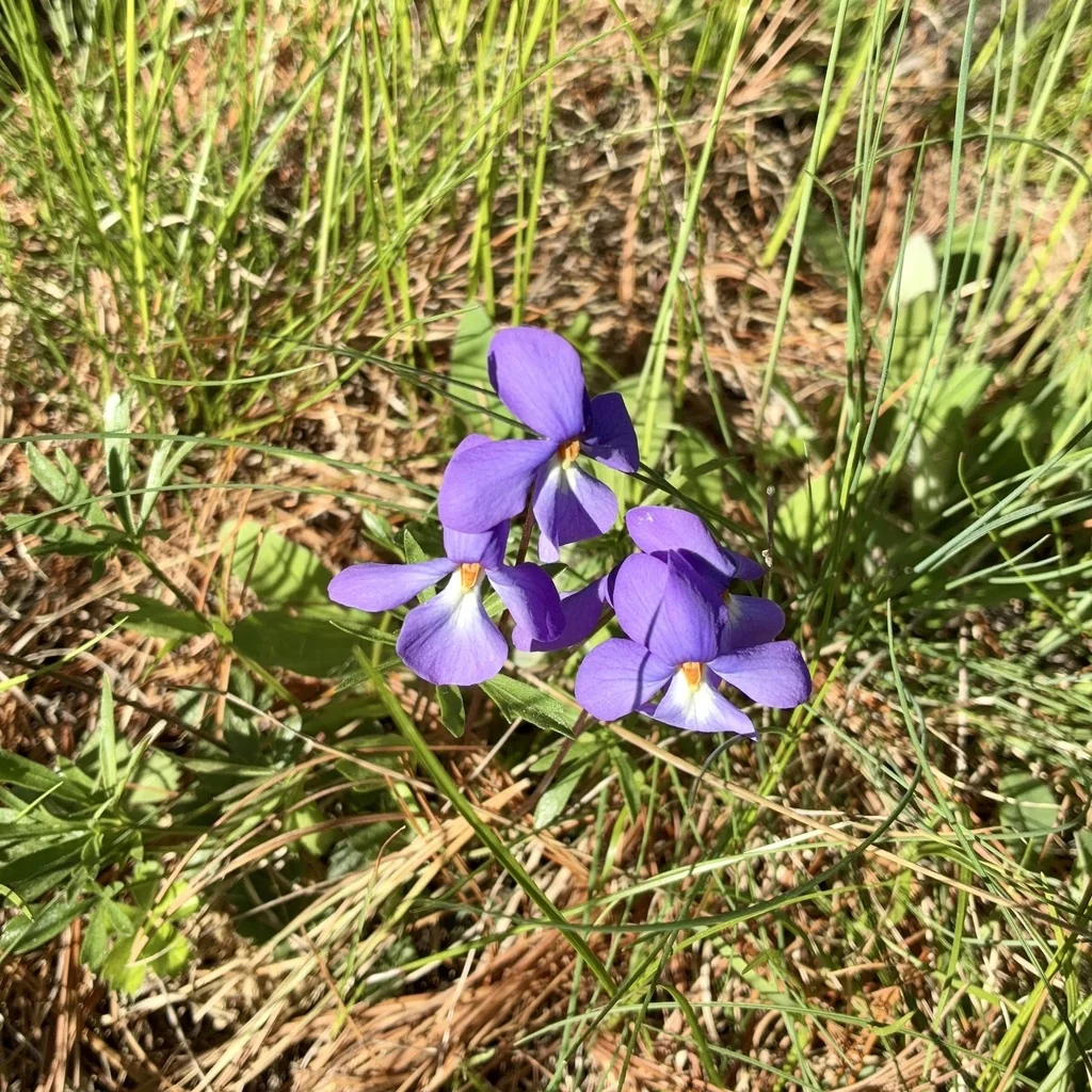 Viola Pedata