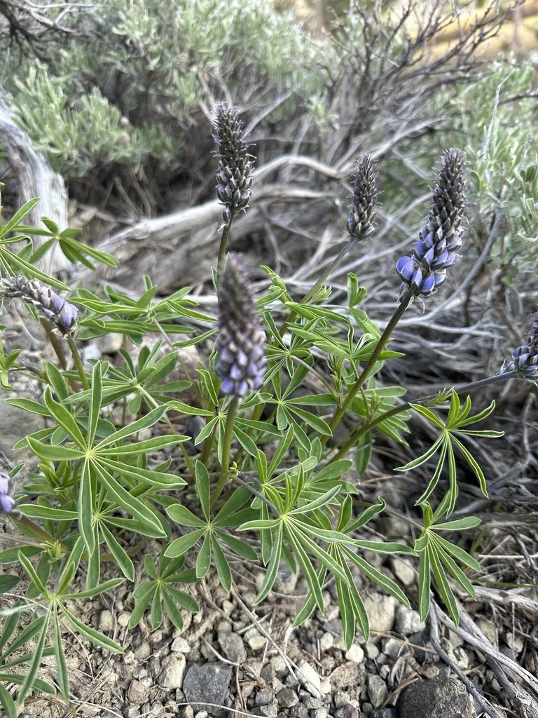 Lupinus Argenteus