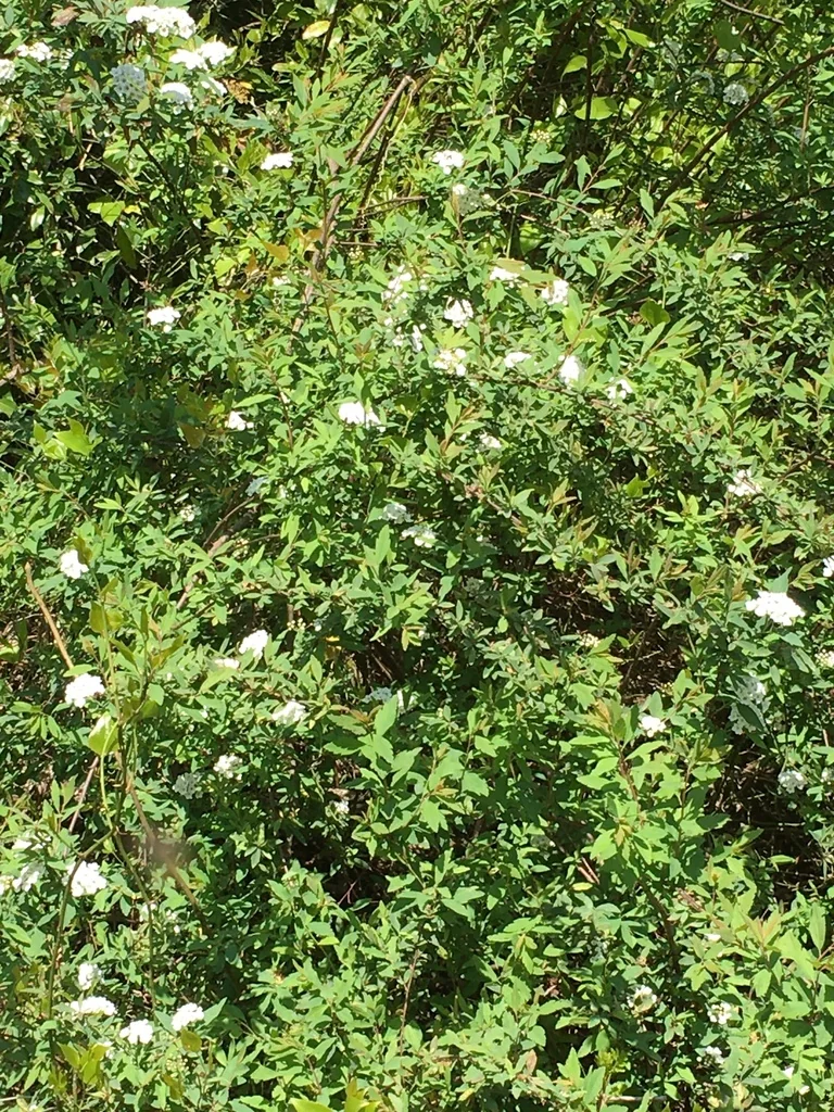 Spiraea X Vanhouttei