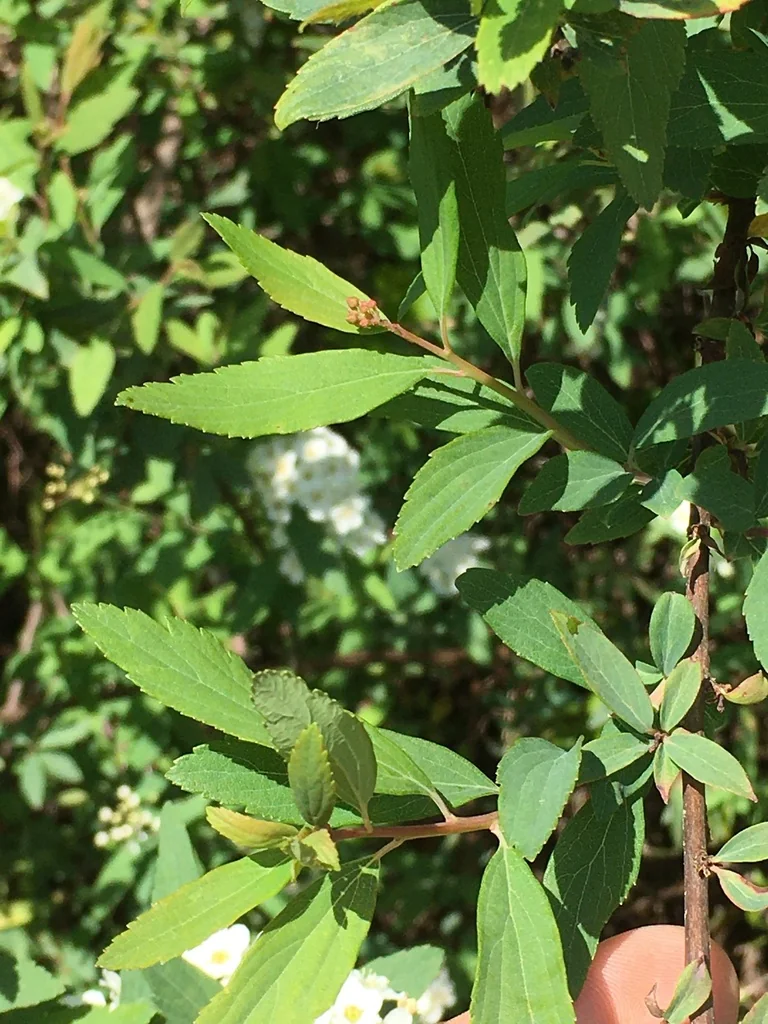 Spiraea X Vanhouttei
