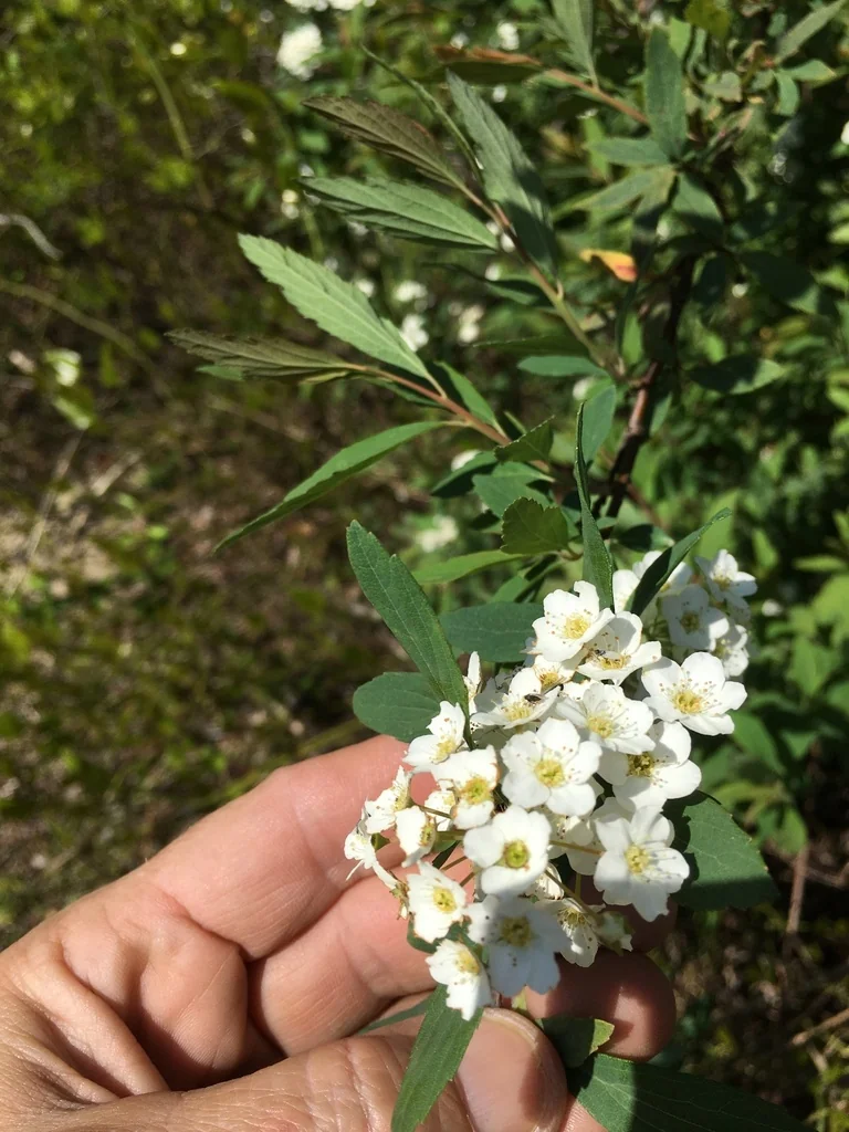 Spiraea X Vanhouttei