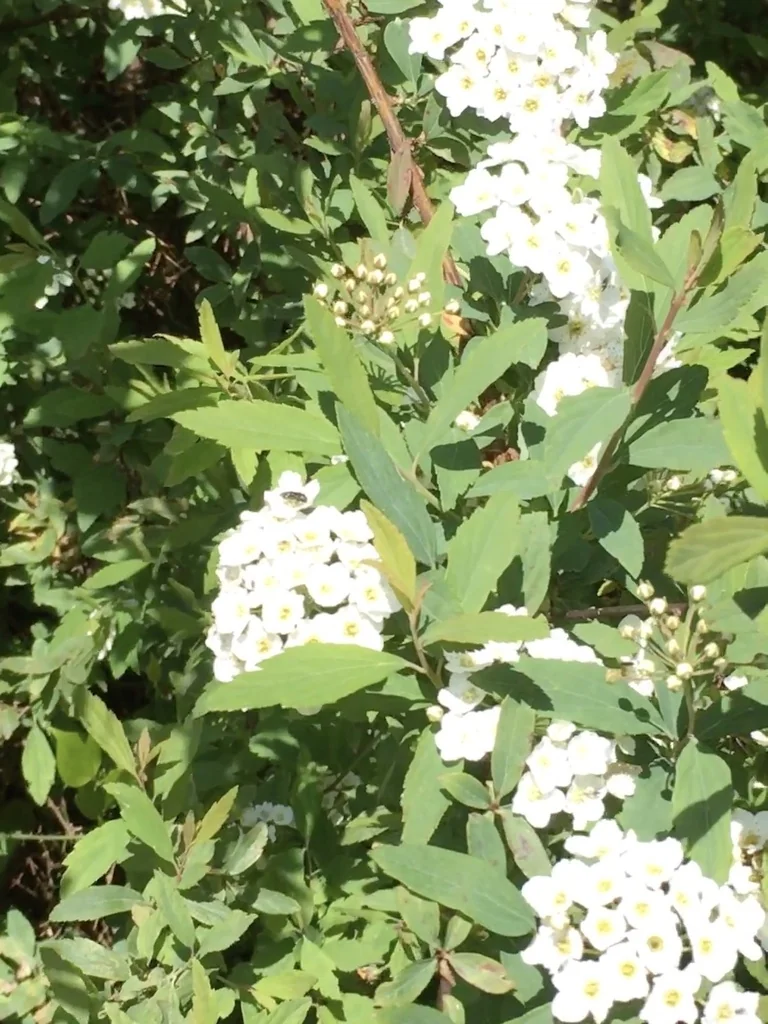 Spiraea X Vanhouttei