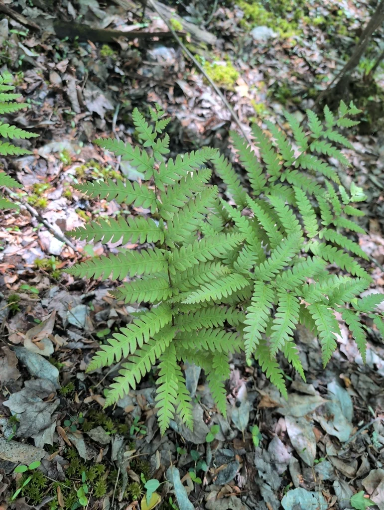 Woodwardia Virginica