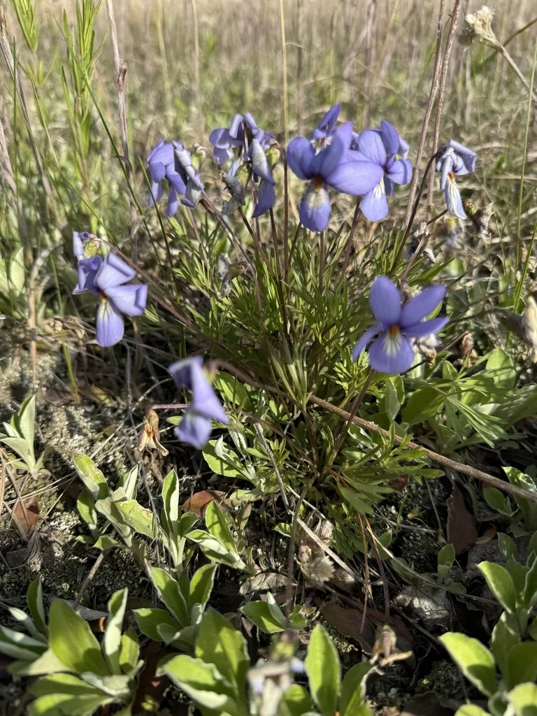 Viola Pedata