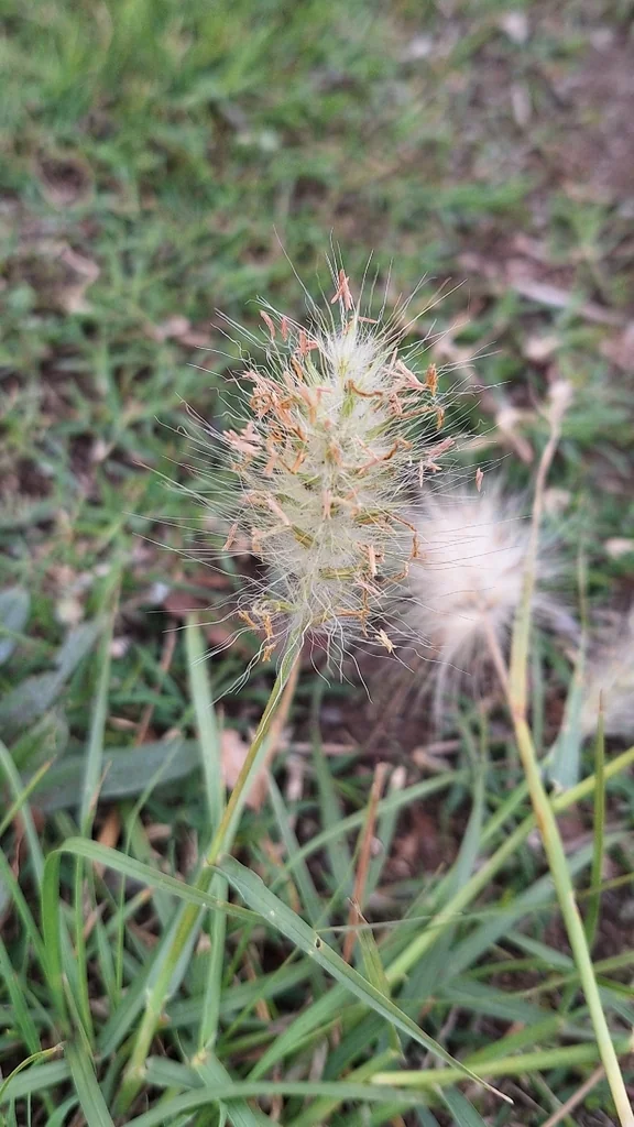 Pennisetum Villosum