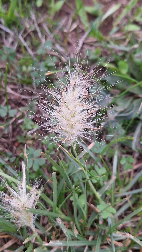 Pennisetum Villosum