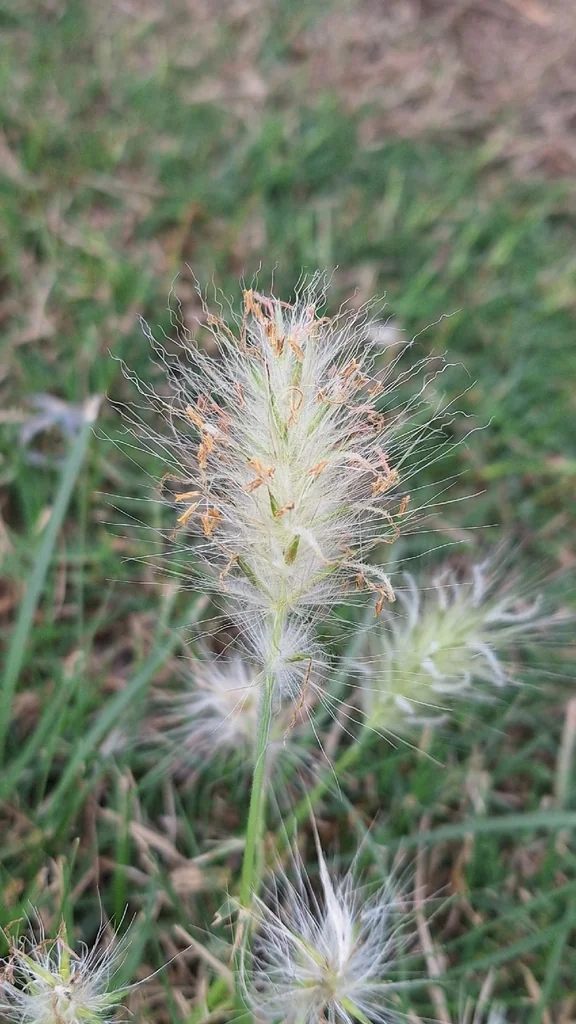 Pennisetum Villosum