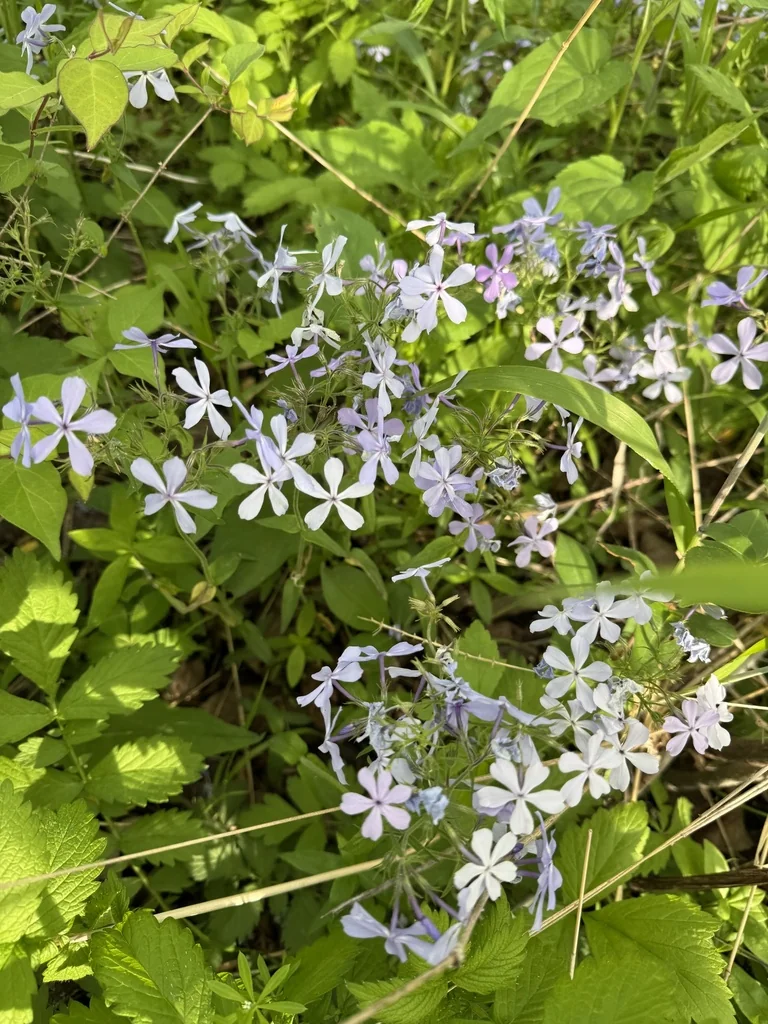 Phlox Divaricata