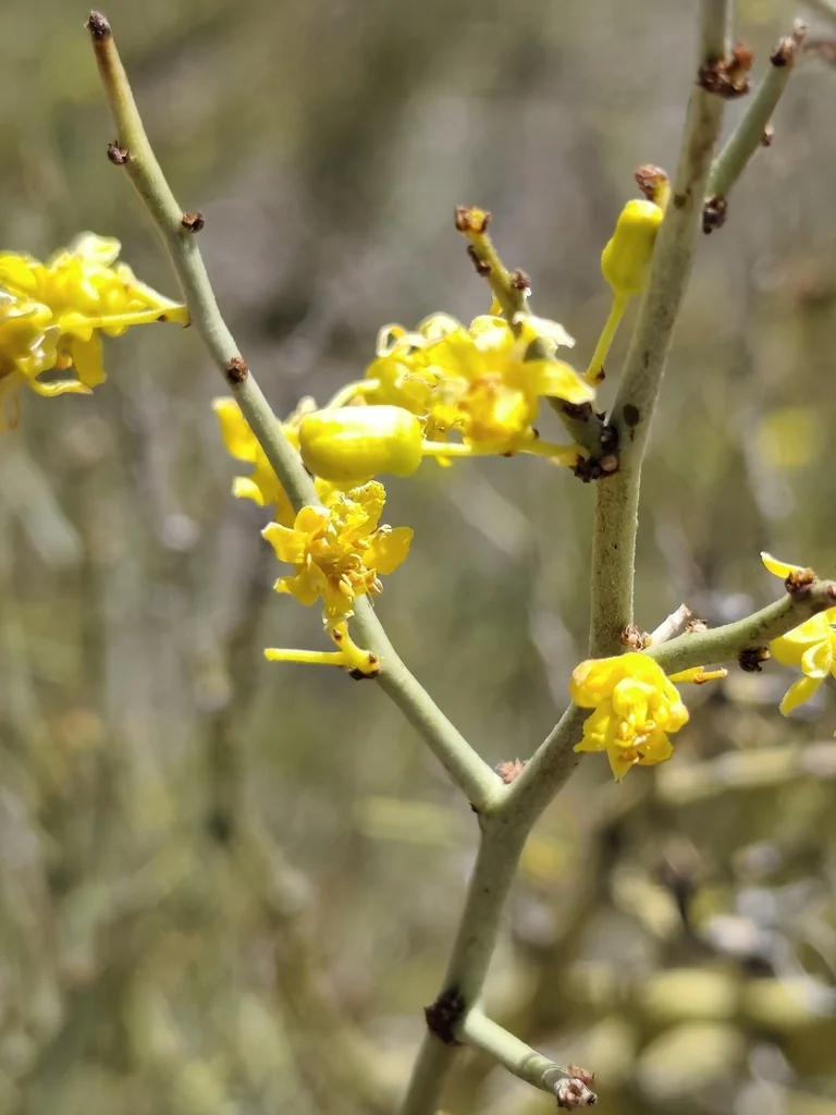 Parkinsonia Microphylla