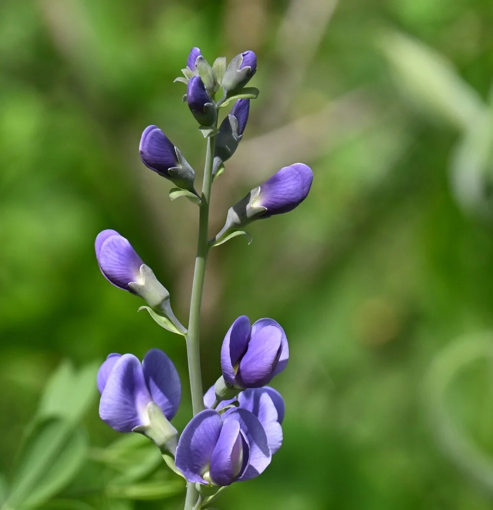 Baptisia Australis