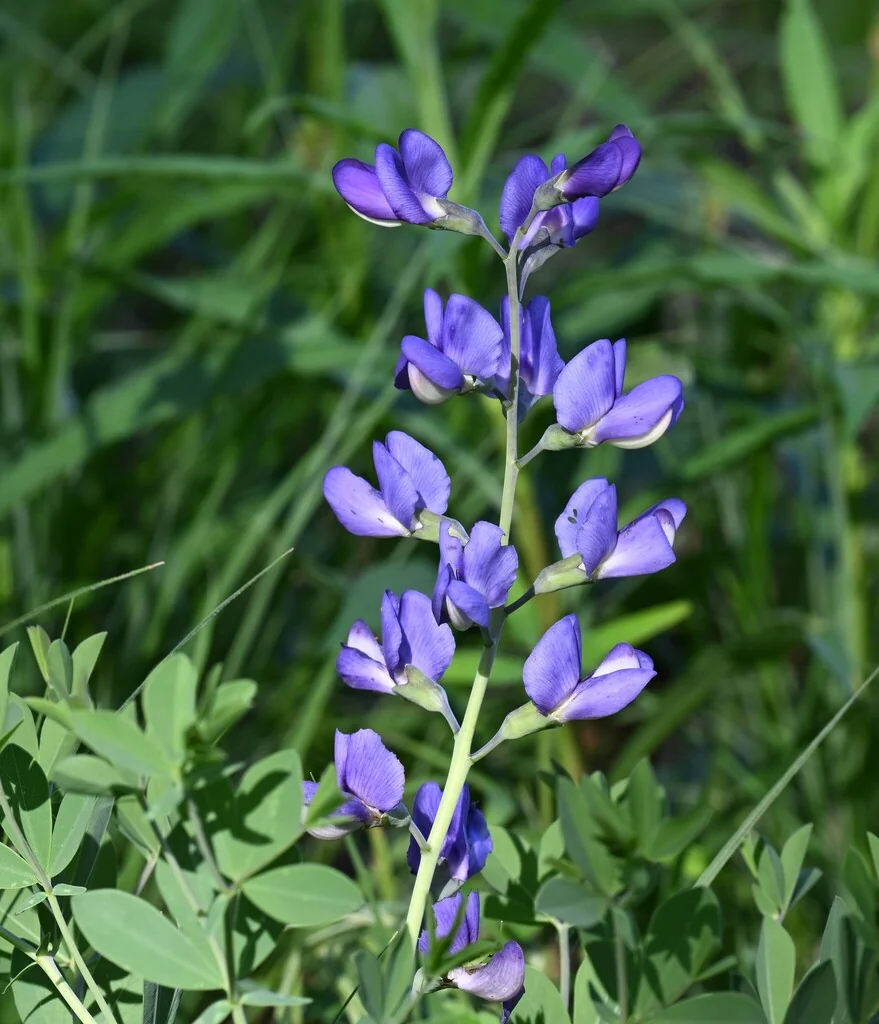 Baptisia Australis