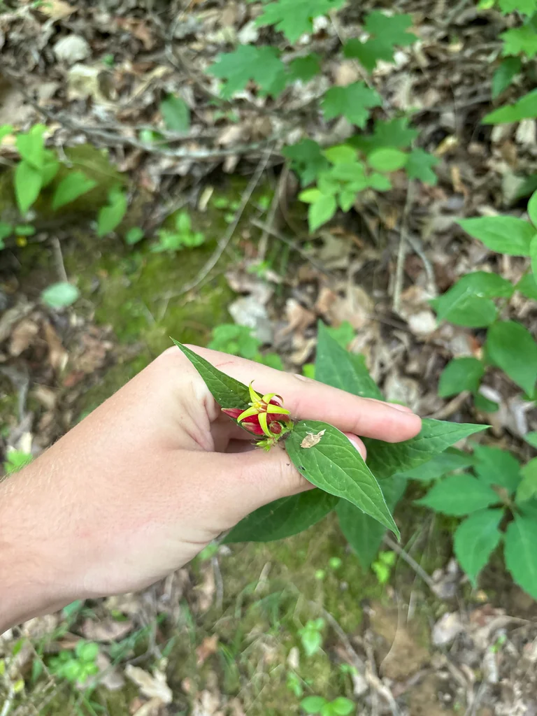 Spigelia marilandica