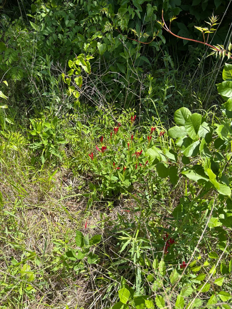 Spigelia marilandica