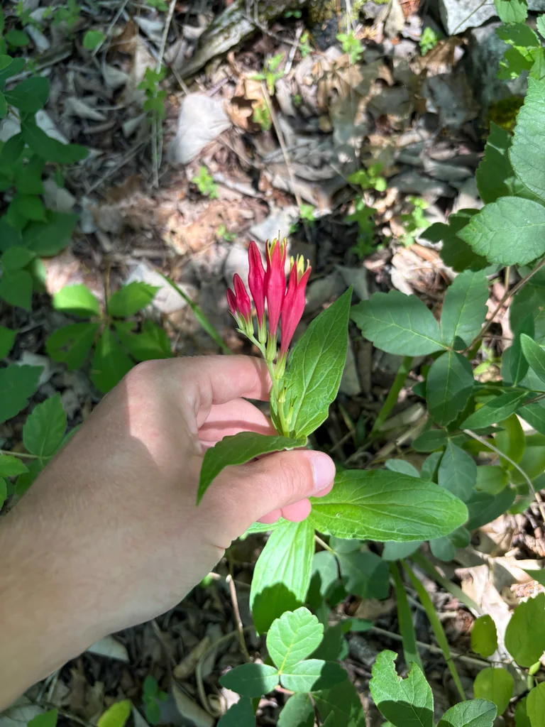 Spigelia marilandica