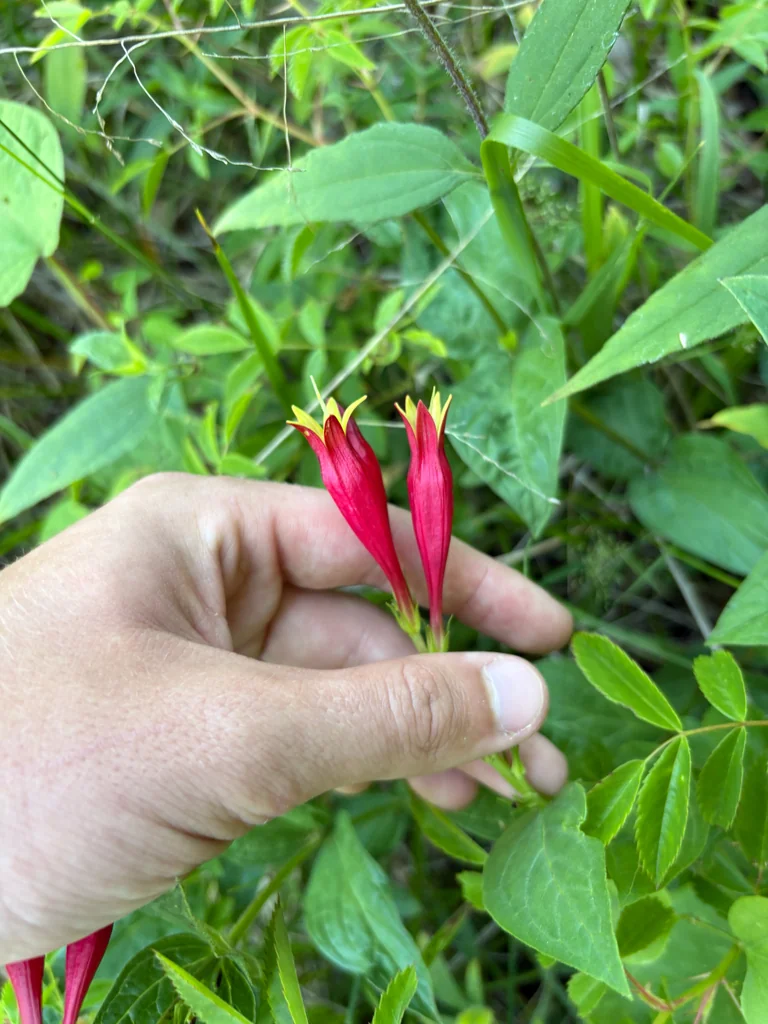 Spigelia marilandica