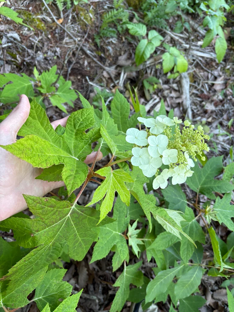 Hydrangea quercifolia