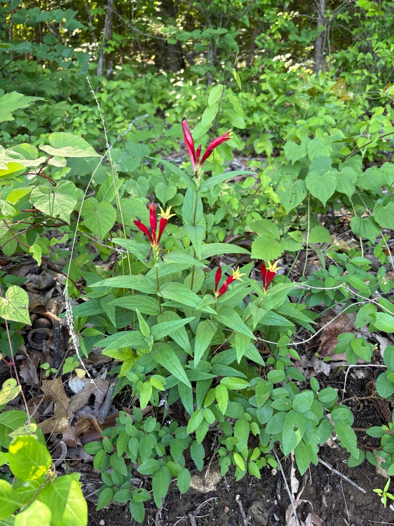 Spigelia marilandica