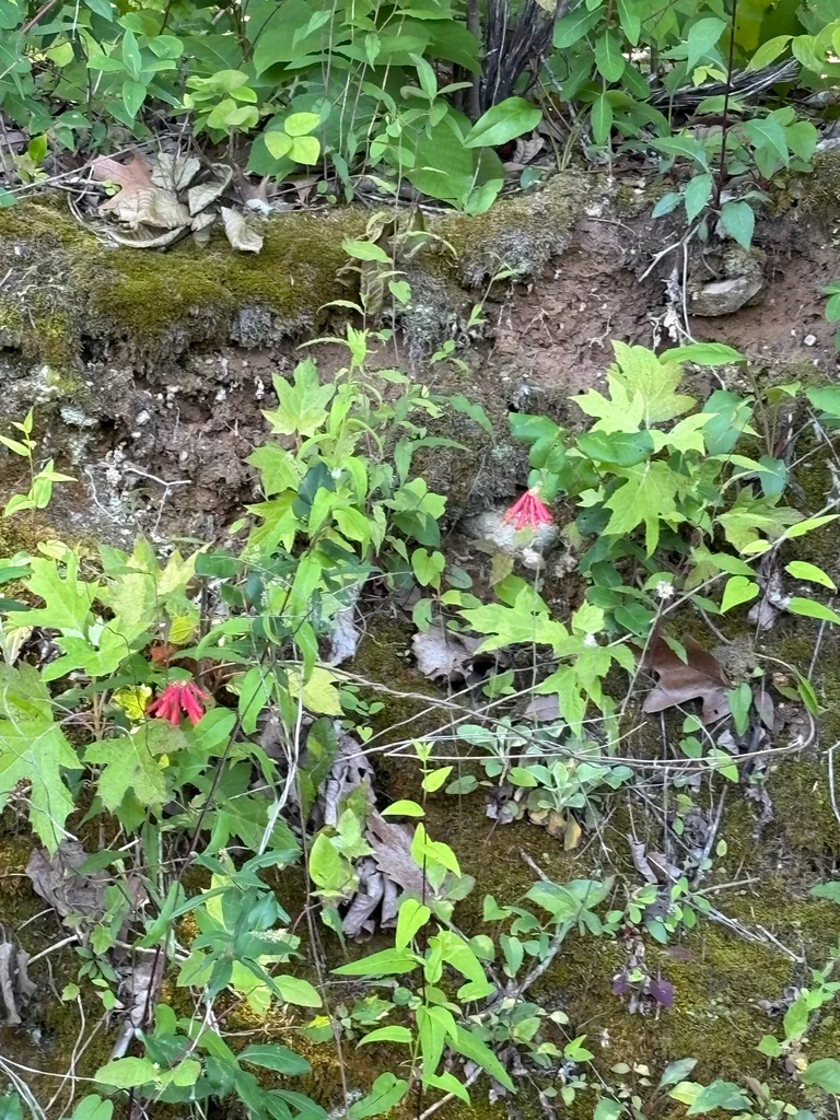Lonicera Sempervirens