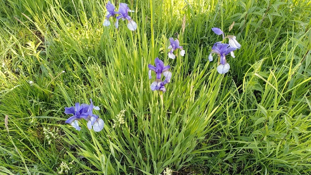 Iris Sibirica