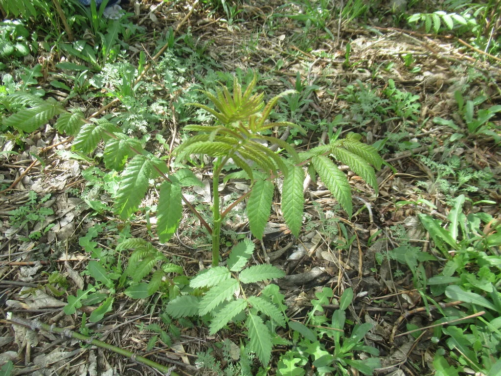 Sorbaria Sorbifolia