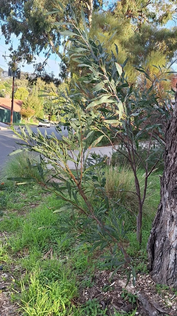 Acacia Saligna