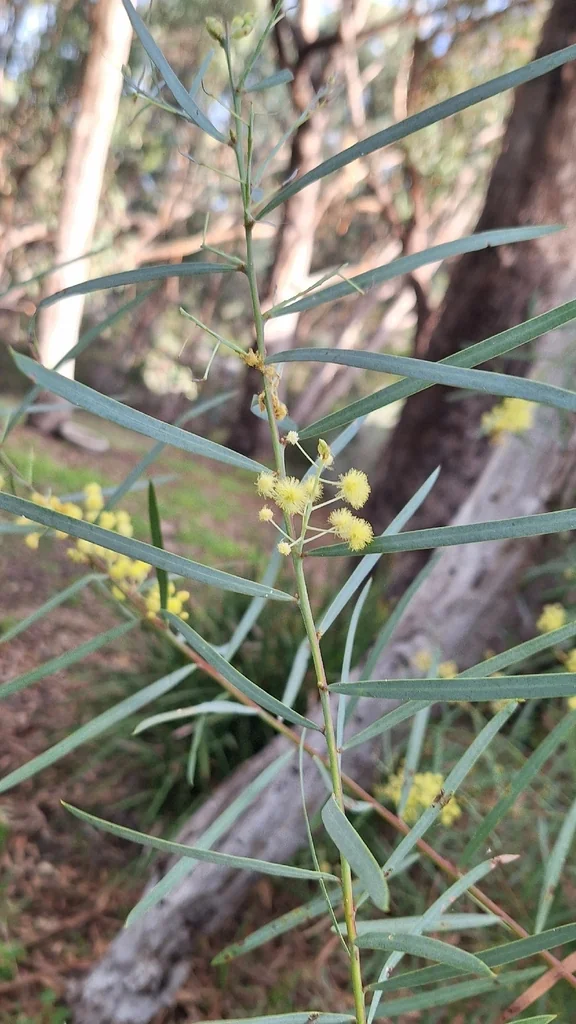 Acacia Iteaphylla