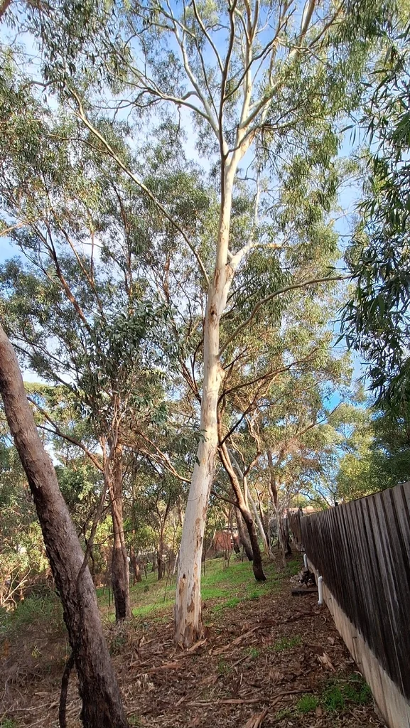 Eucalyptus Leucoxylon