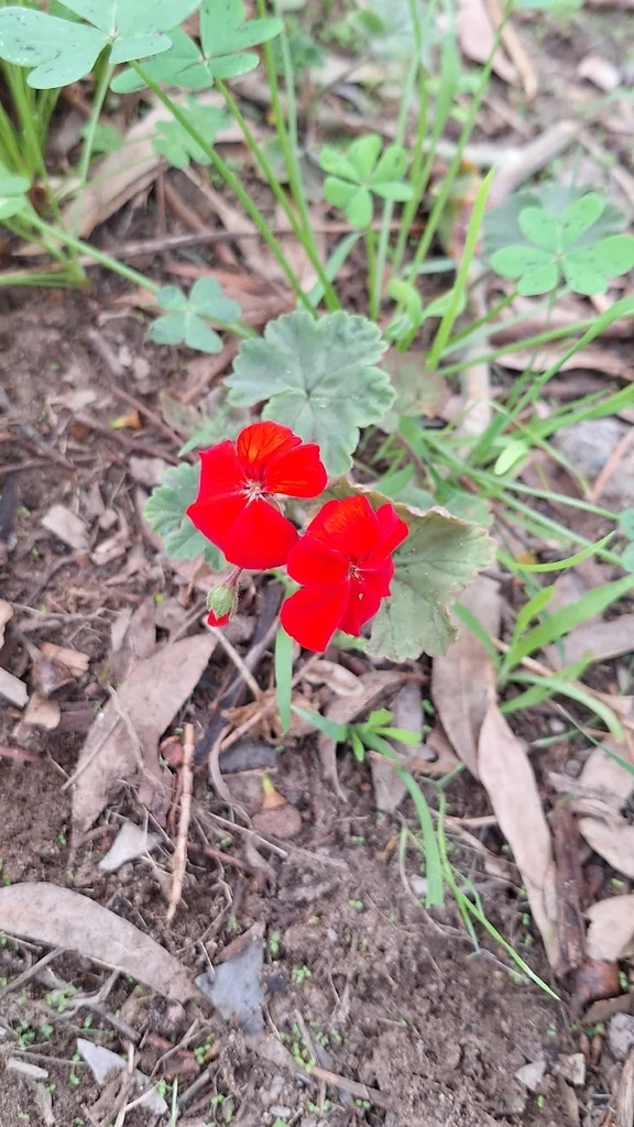 Pelargonium hortorum