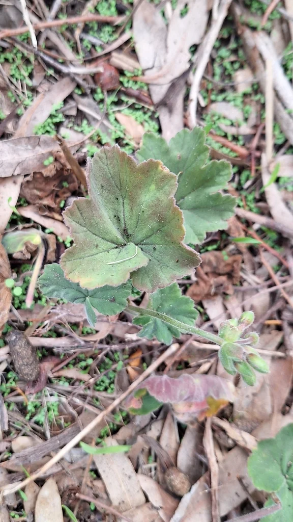 Pelargonium hortorum