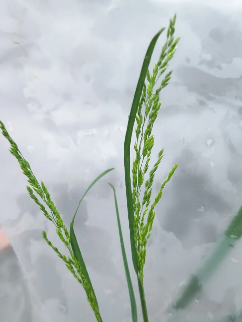 Poa Pratensis