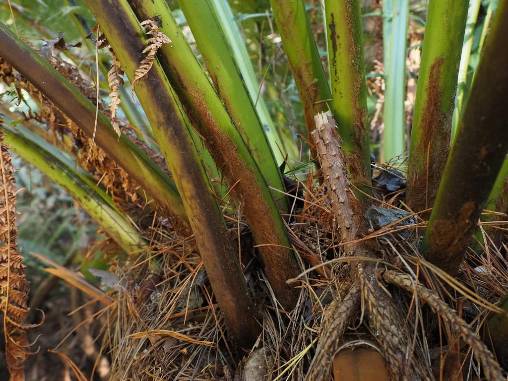 Dicksonia Antarctica