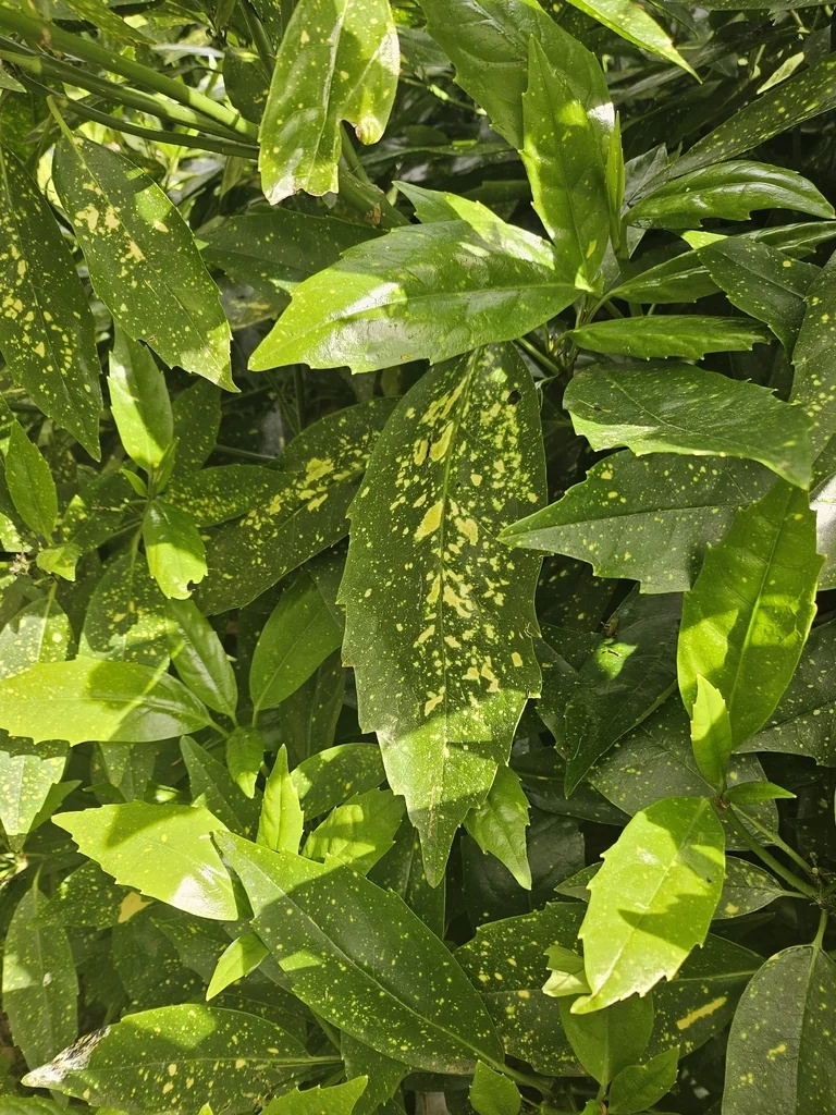 Aucuba Japonica