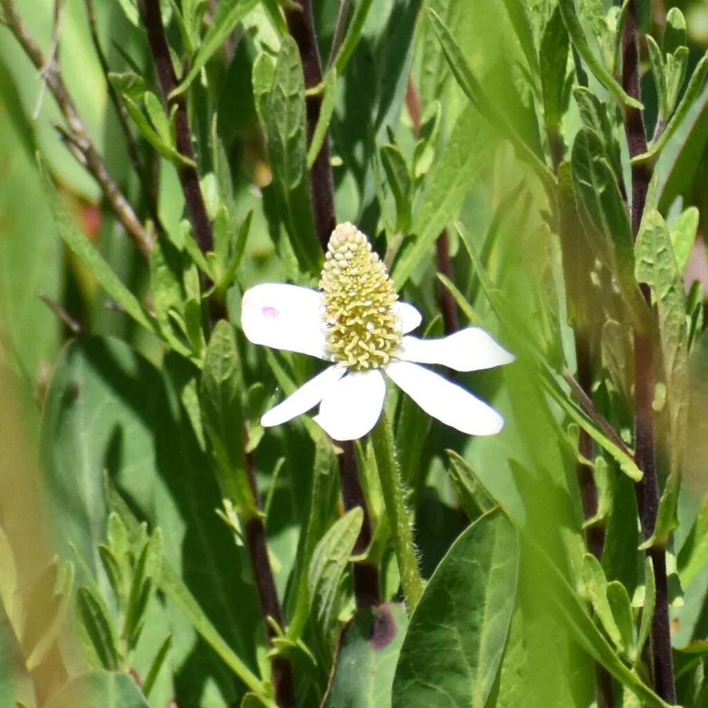 Anemopsis Californica