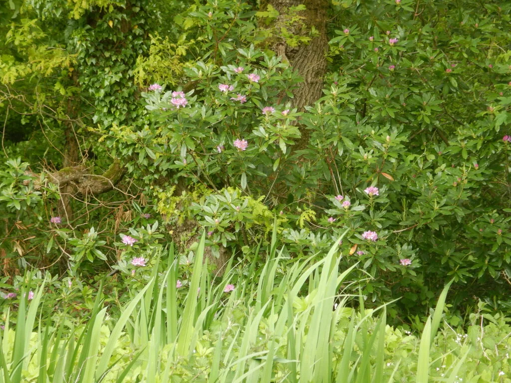 Rhododendron Ponticum
