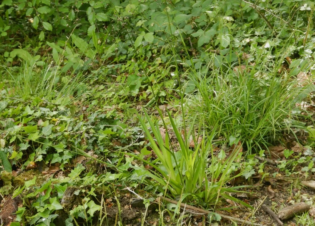 Luzula Sylvatica
