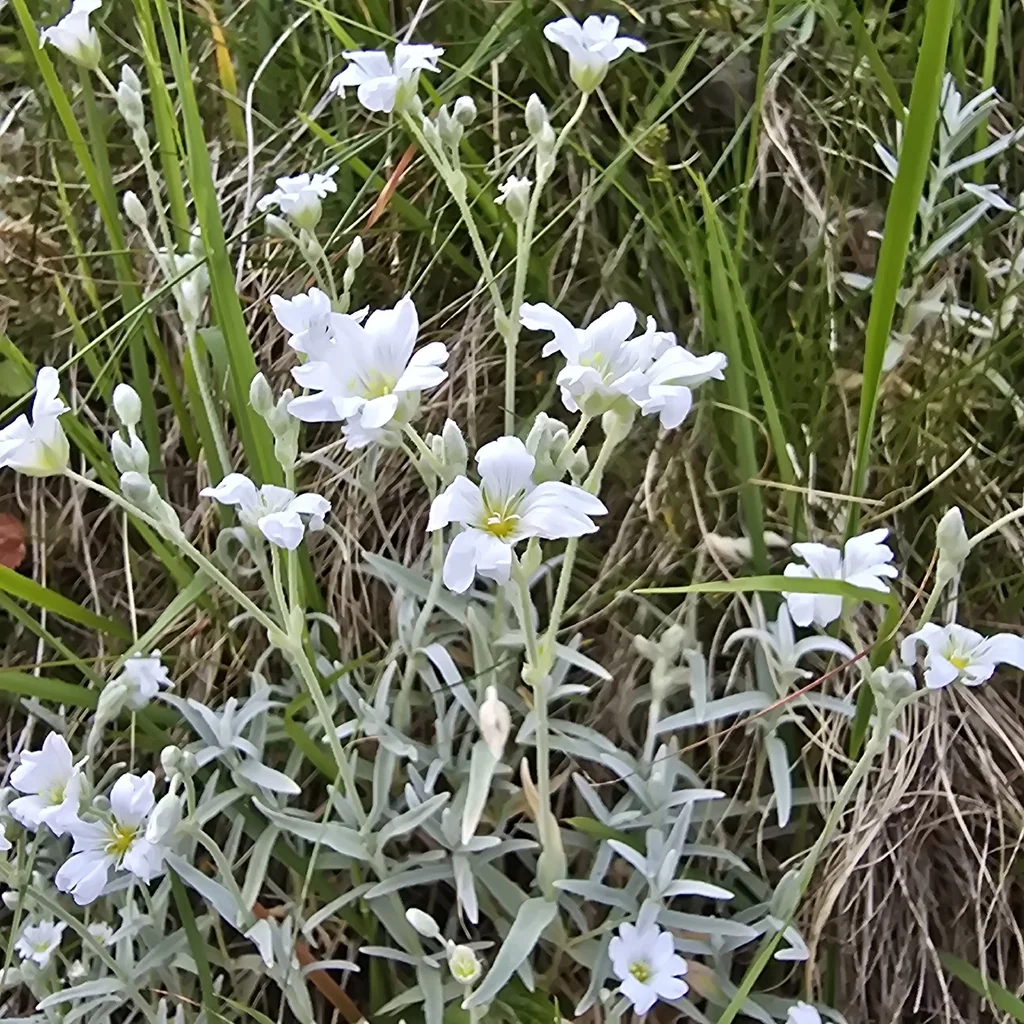 Cerastium tomentosum