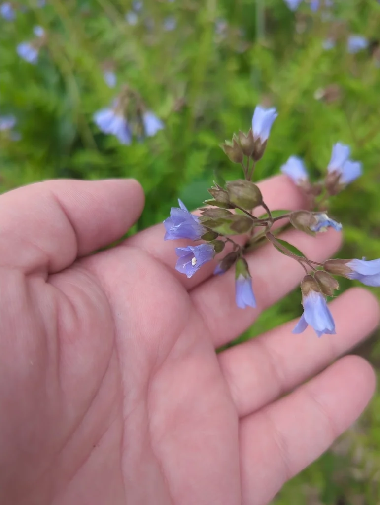 Polemonium Reptans