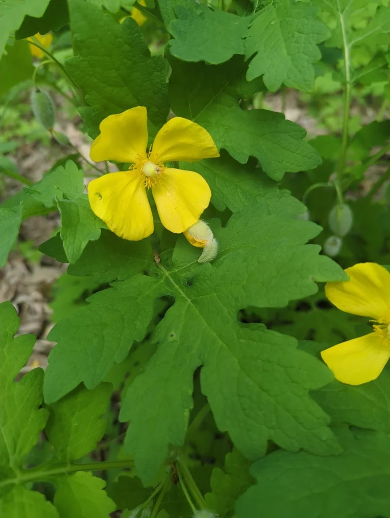 Stylophorum Diphyllum