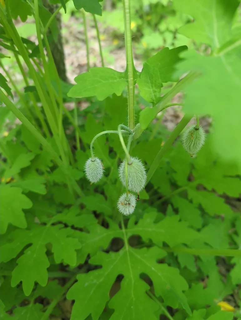 Stylophorum Diphyllum