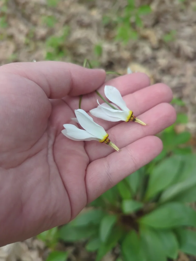 Dodecatheon Meadia