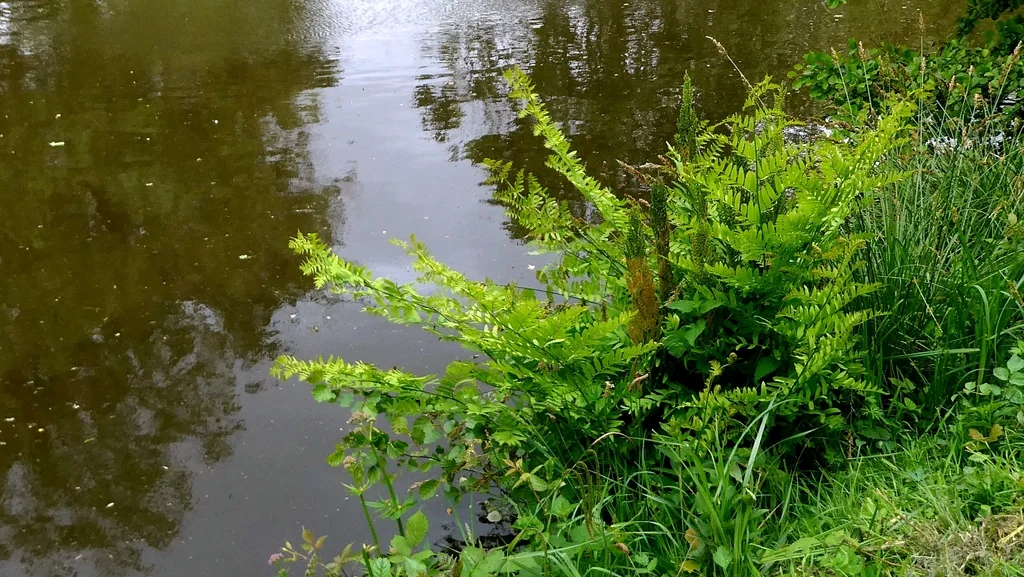 Osmunda Regalis