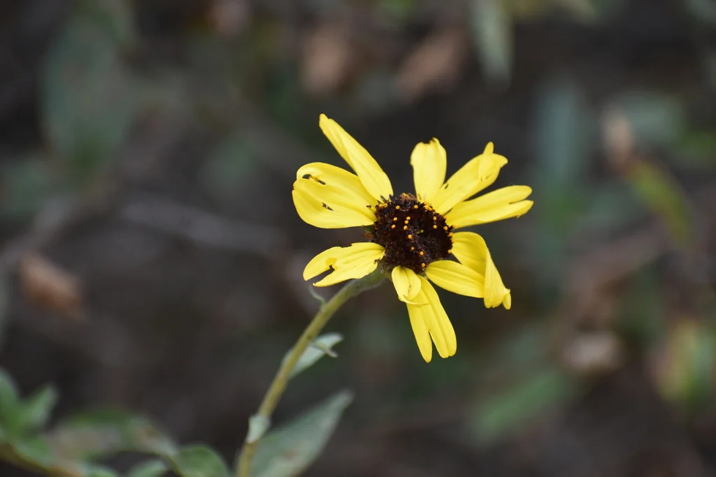 Encelia californica