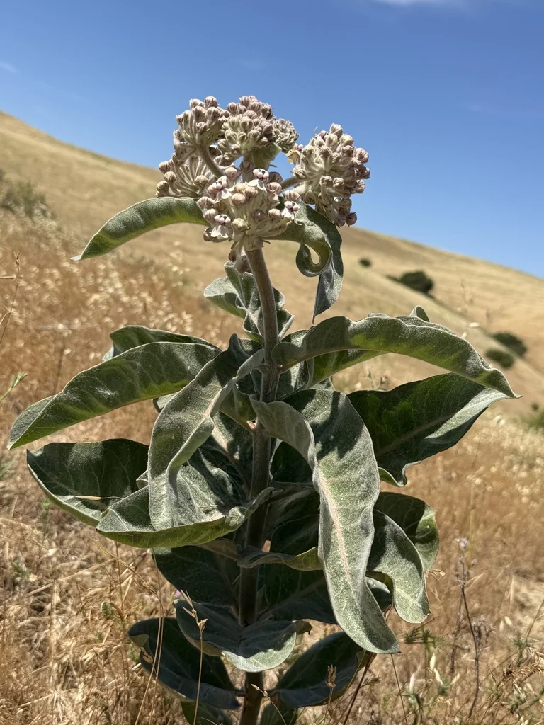Asclepias Eriocarpa