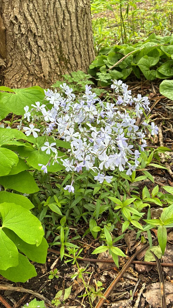 Phlox Divaricata