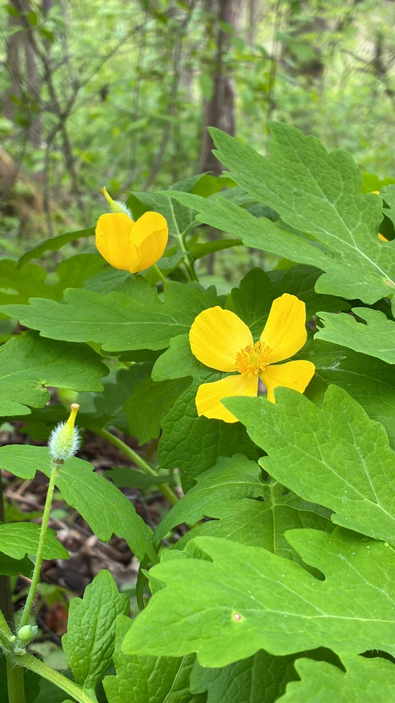 Stylophorum Diphyllum