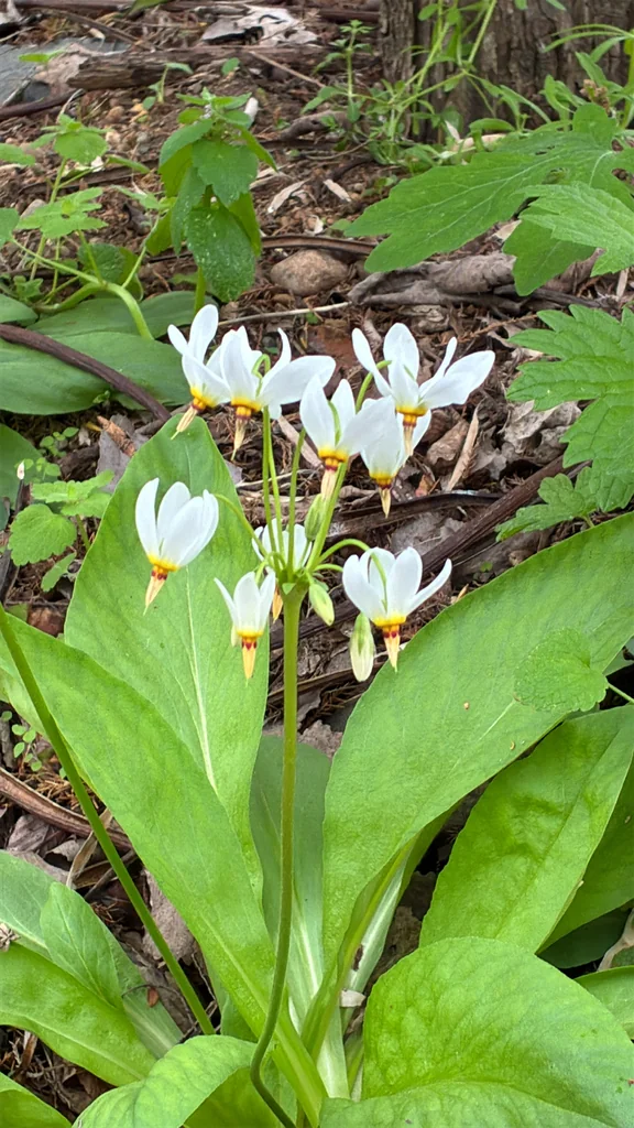 Dodecatheon Meadia